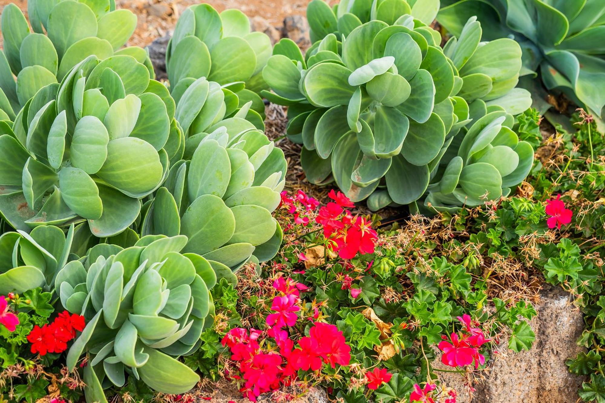 Tenerife Healing Garden Guía de Isora Buitenkant foto